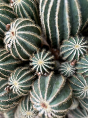 Obraz premium A cluster of cacti, their ribbed, rounded forms
