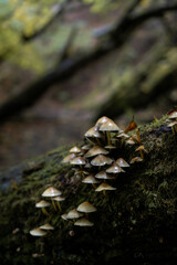 mushrooms on a tree in autumn 