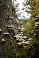 mushrooms on a tree in autumn 