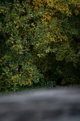 leaves from the top of tree top walk in autumn