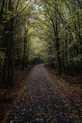 path in autumn in Kellerwald forest