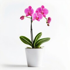 Fototapeta na wymiar Beautiful pink orchids in a white pot showcasing vibrant petals and lush green leaves