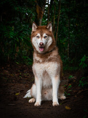 Red siberian husky portrait on dark green forest background