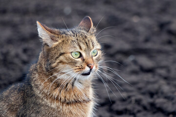 brown tabby cat with an attentive look on the background of arable land