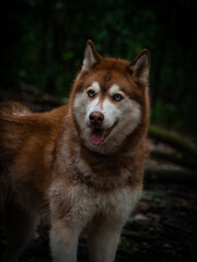 Red siberian husky portrait on dark green forest background