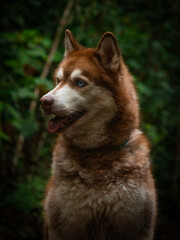 Red siberian husky portrait on dark green forest background