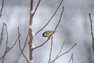 Great tit bird on a branch in winter. Snowfall, snowflakes and nature. Wildlife and Birdwatching of Europe