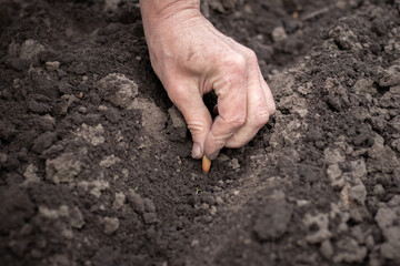 A woman holds onion seeds in her hand, which she is planting in the garden.