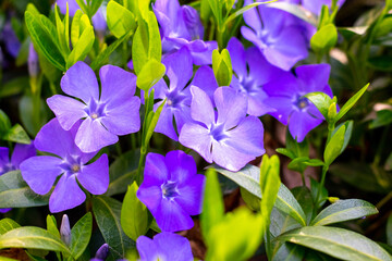 Purple periwinkle flowers with green leaves form a floral background