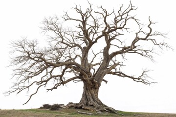 Obraz premium leafless old spooky tree isolated on white background
