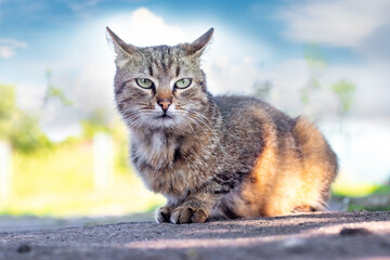 brown tabby cat with an attentive look on a background of blue sky with white clouds