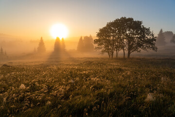 Fototapeta premium Sunrise shining through the fog and trees. Landscape colored orange by the sunrise