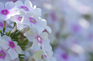 charming white flowers of the summer phlox, beautiful white flowers with pink  spots, white flower bed, white bokeh