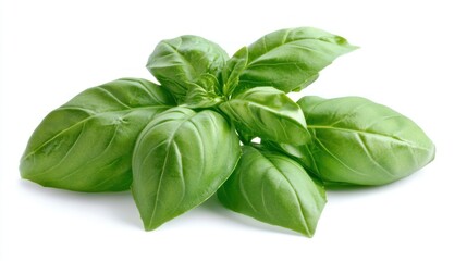 Fresh Green Basil Leaves Sprig Isolated White Background