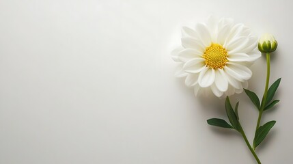 Obraz premium Close-up of a single white flower with a yellow center, and a bud, on a white background. Simple, elegant, and serene.