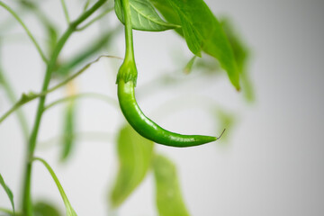 Green chili pepper on a plant indoors. Unripe fruit growing indoors, in a plant pot.
