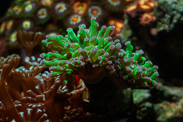 Reef Tank Coral Frogspawn Green Purple