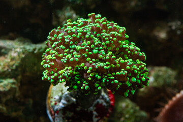 Obraz premium Reef Tank Coral Frogspawn Yamamensis Green
