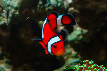 Reef Tank Fish Clownfish