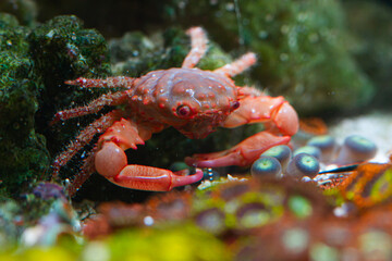 Reef Tank Crab Mythrax Invertebrate