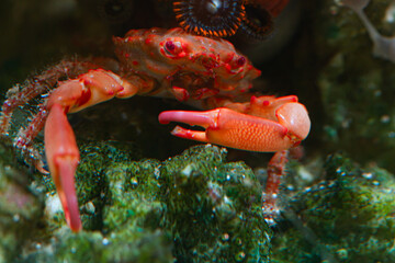 Reef Tank Mythrax Crab Invertebrate Small