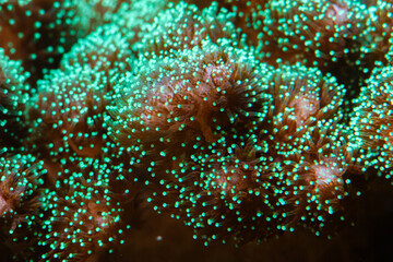 Reef Tank SPS Coral Pocillopora Green