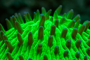 Reef Tank Coral Plate Metallic Green