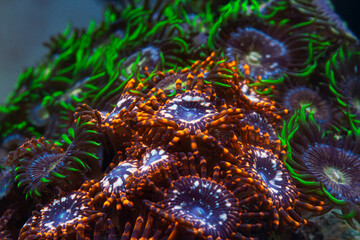 Reef Tank Coral Zoanthus Utter Chaos