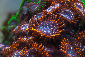 Reef Tank Coral Zoanthus Utter Chaos