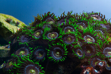 Reef Tank Coral Zoanthus Nirvana