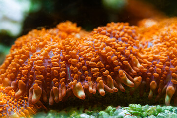 Reef Tank Coral Mushroom Rhodactis Orange
