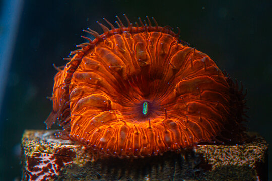 Reef Tank Coral Blastomussa wellsi