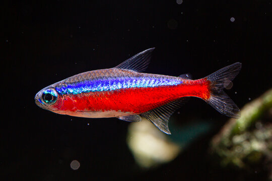 Freshwater Tropical Fish