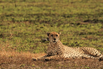cheetah in Kenya