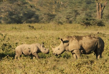 Fototapeta premium white rhino and baby