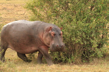 hippopotamus in water