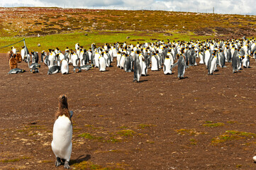 Obraz premium the Falklands are one of the best places in the world to view penguins in their natural environment