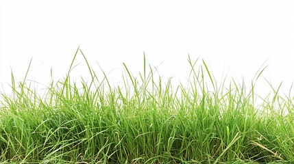 Fototapeta premium Green grass field, isolated on white background4