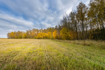 A field of grass with trees in the background