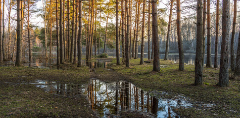 Naklejka premium Forest with a lake in the background
