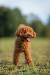 A red-brown toy poodle dog. Toy poodle puppy on a walk in the park