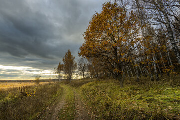 A road in a field with trees and leaves on the ground