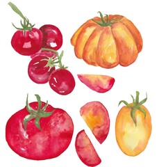 a set of red tomatoes, watercolor. drawings for the design of menus, restaurants, products