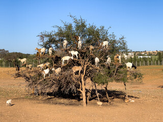 A herd of goats climbs a tree in Morocco, searching for food