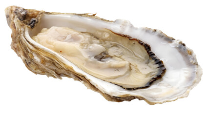 Oyster shell isolated on white background
