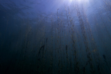 Underwater landscape of Lake Ohrid in Macedonia