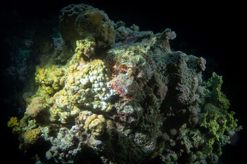 Scorpionfish in Red Sea near Marsa Alam by night, Egypt