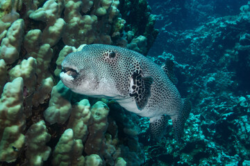 Stellate pufferfish in Red Sea near Marsa Alam, Egypt