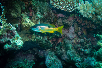 Dory snapper in Red Sea near Marsa Alam, Egypt