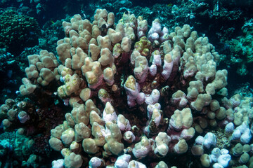 Reefs bleaching and dying, sea warming in Red Sea near Marsa Alam, Egypt